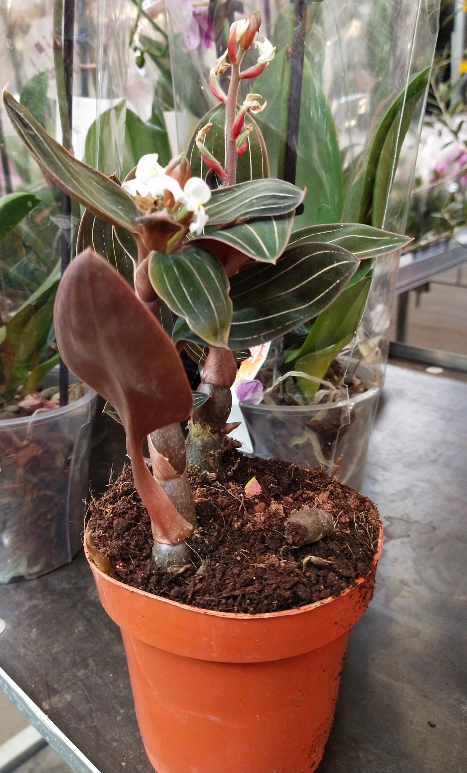 Правильный режим полива орхидеи Лудизии в домашних условиях